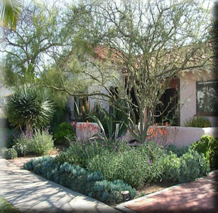 Palo Verde Garden